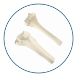 Aloinjertos-oseos-y-de-piel-HC-Biologics-13-Mesa-de-trabajo-42